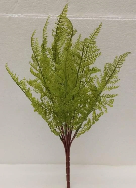 Kolkata Fern